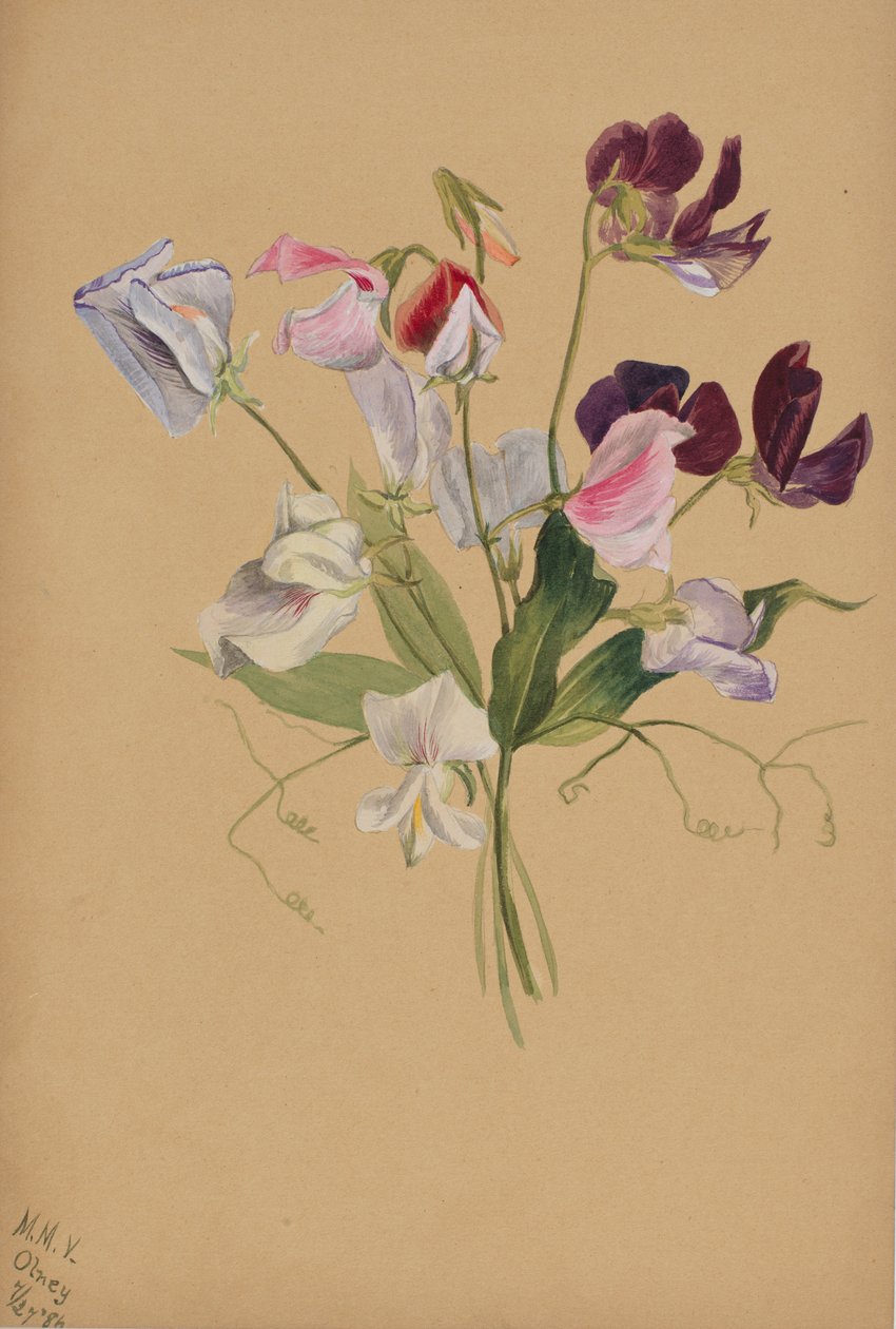 Uden titel - Blomsterstudie, 1886. af Mary Vaux Walcott