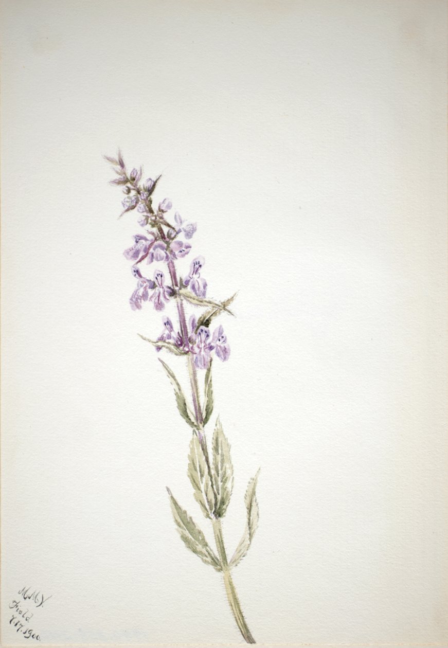 Uden titel--Flower Study, 1900. af Mary Vaux Walcott