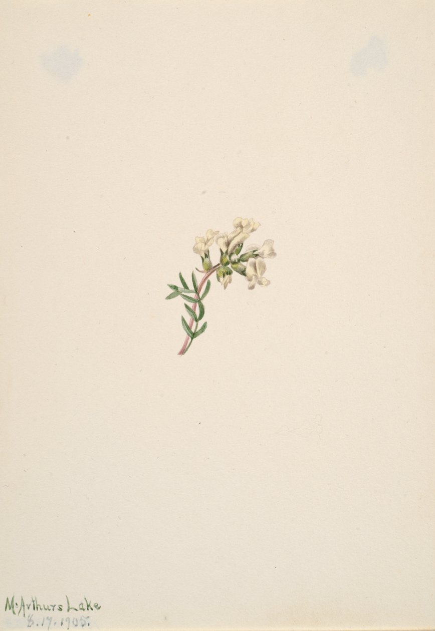 Uden titel - Blomsterstudie, 1905. af Mary Vaux Walcott