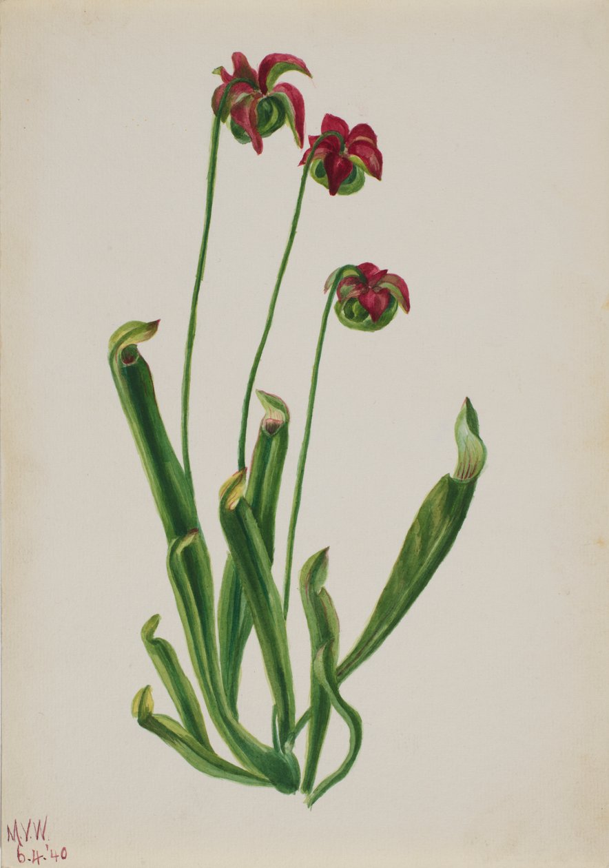 Uden titel--Flower Study, 1940. af Mary Vaux Walcott