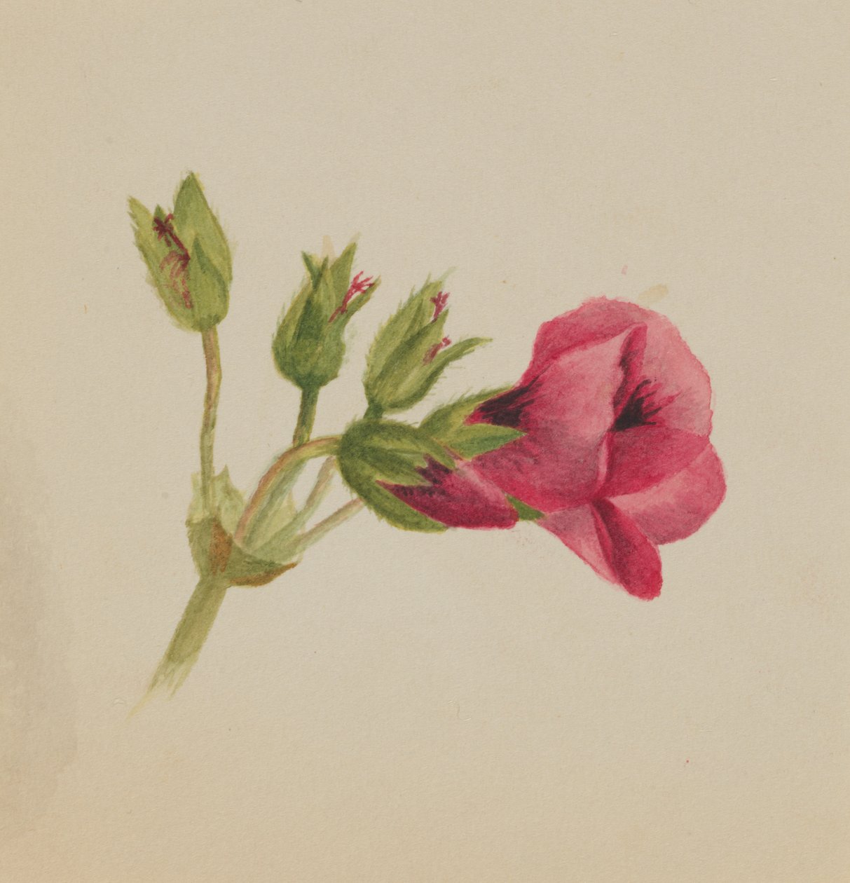 Uden titel--Flower Study, ca. 1876. af Mary Vaux Walcott