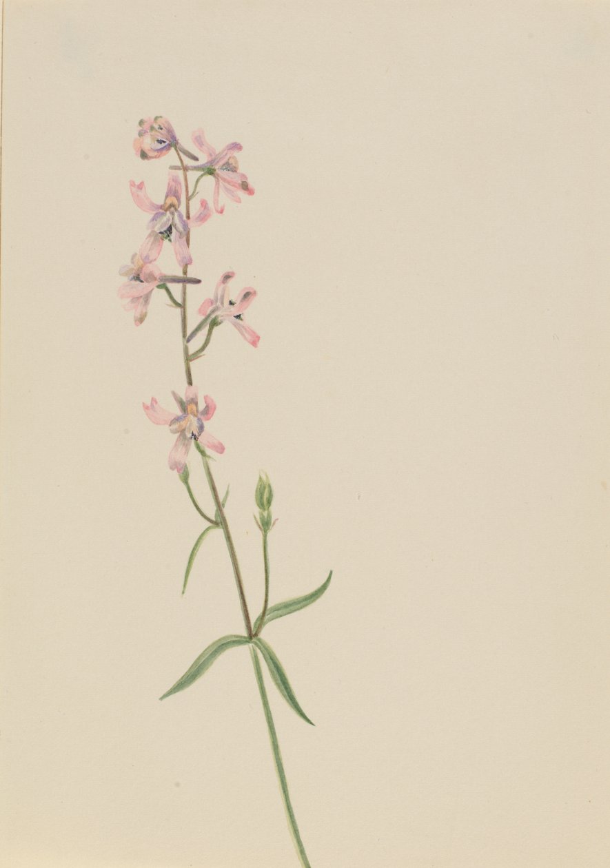Uden titel--Flower Study, ca. 1900-1930. af Mary Vaux Walcott