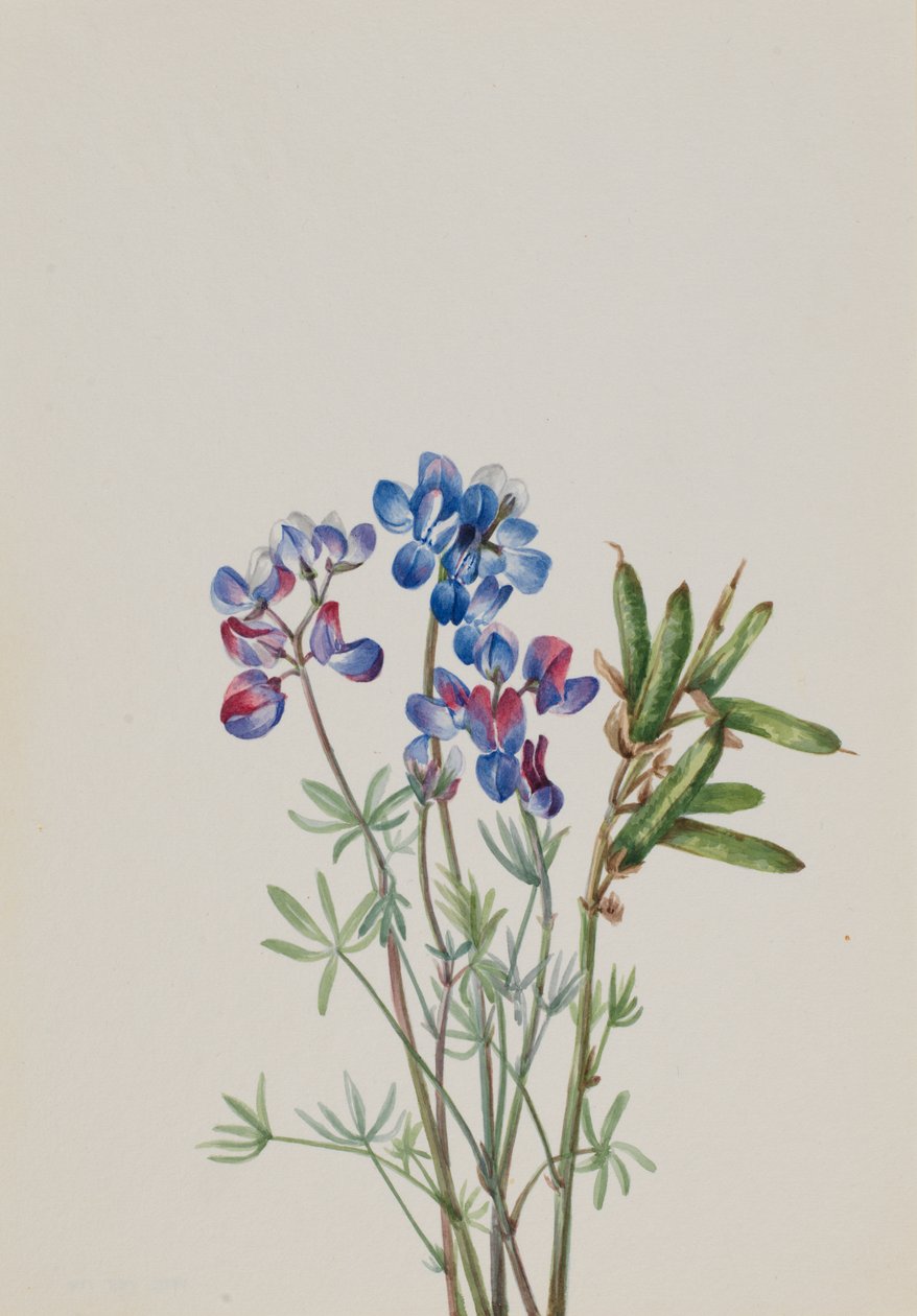 Uden titel--Flower Study, ca. 1900-1930. af Mary Vaux Walcott