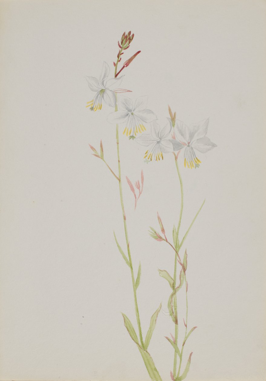 Uden titel--Flower Study, n.d. af Mary Vaux Walcott