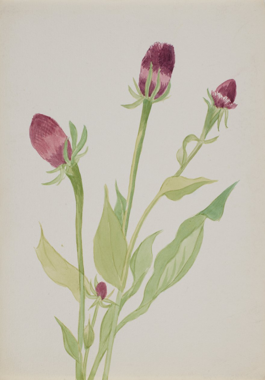Uden titel - Blomsterstudie, n.d. af Mary Vaux Walcott