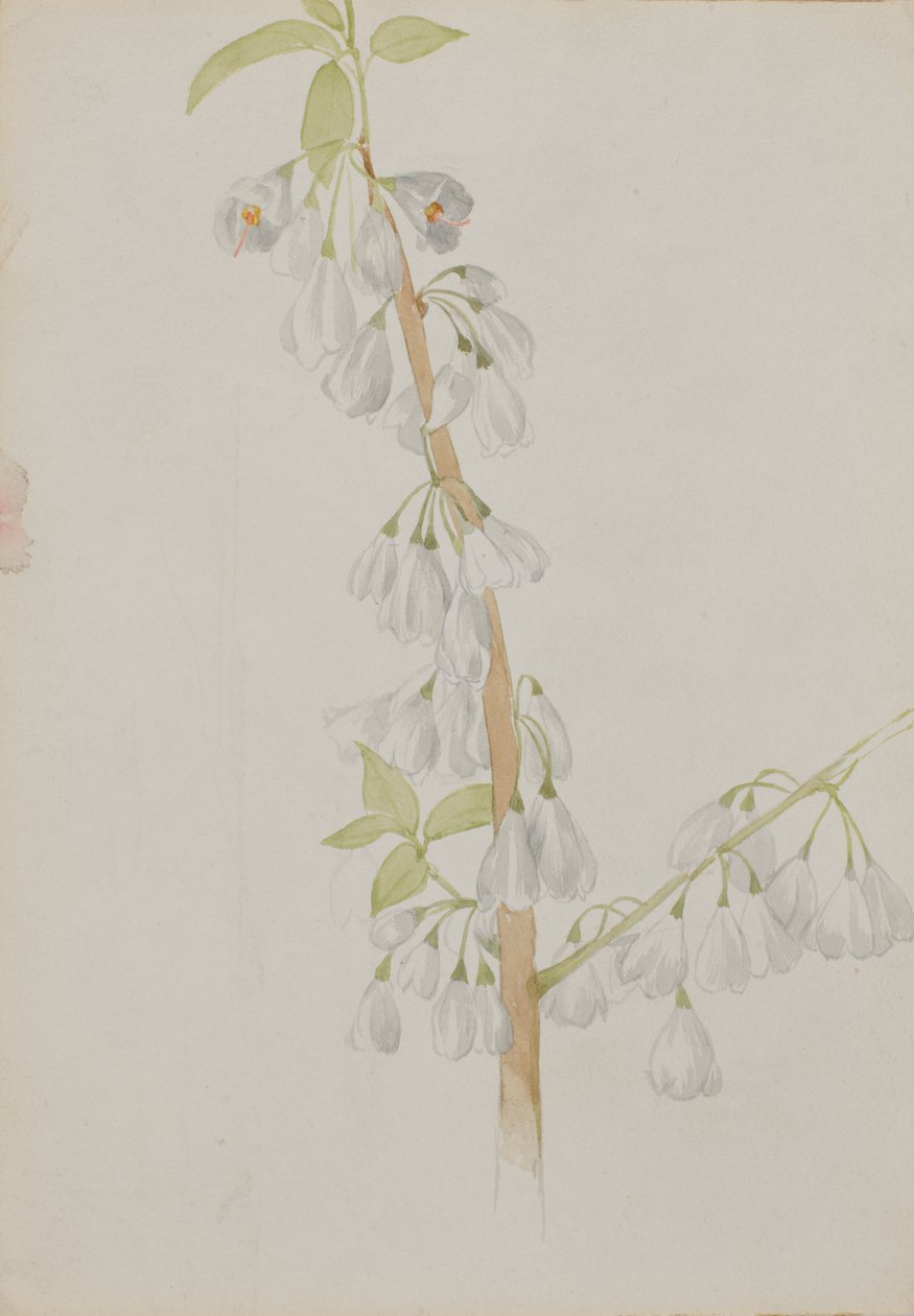 Uden titel--Flower Study, n.d. af Mary Vaux Walcott