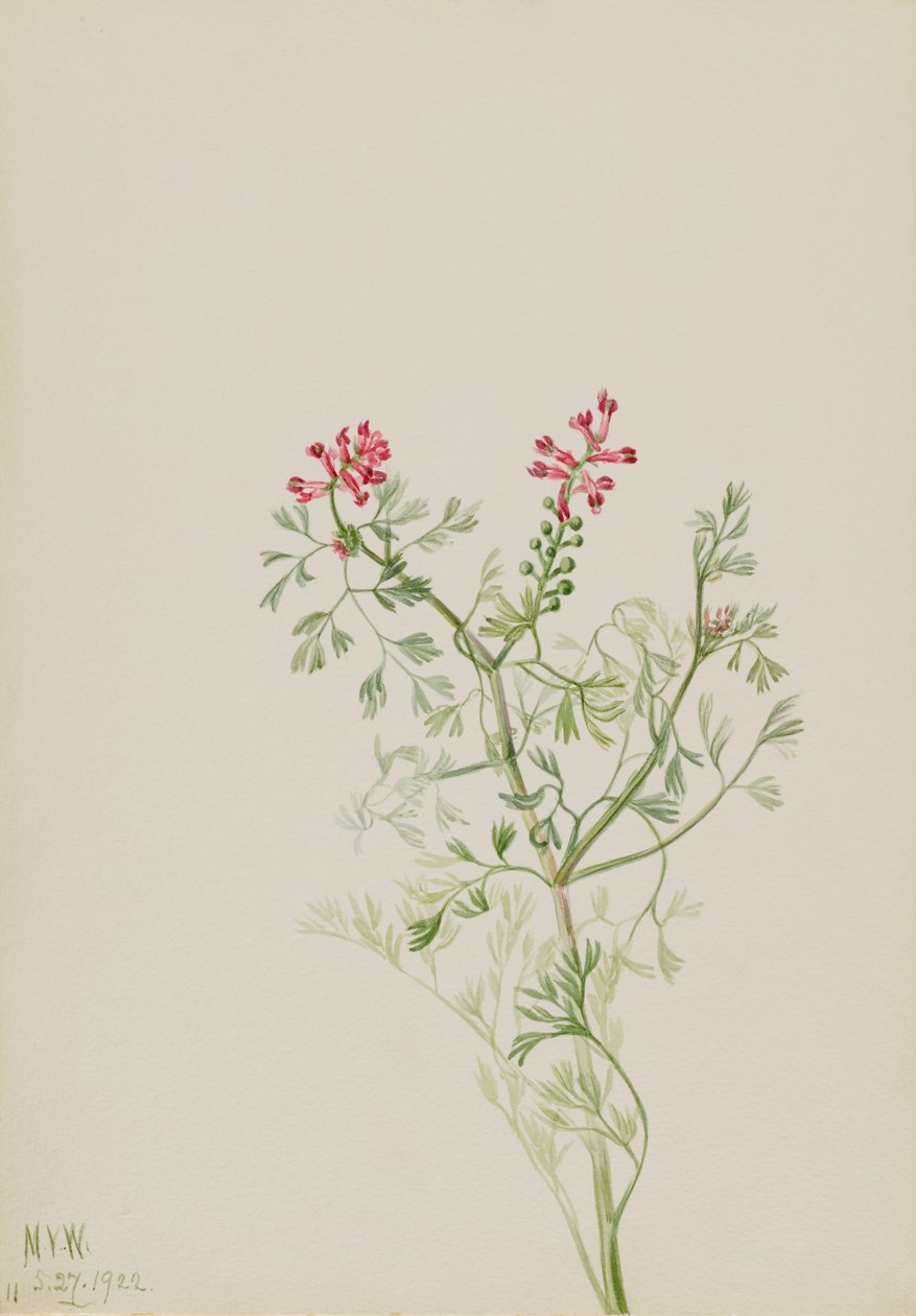 Uden titel--Plantestudie af Mary Vaux Walcott