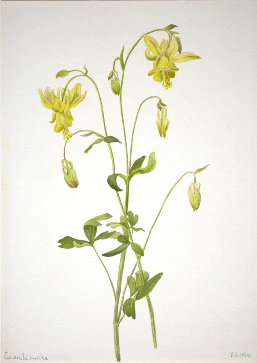 Uden titel--Plantestudie af Mary Vaux Walcott
