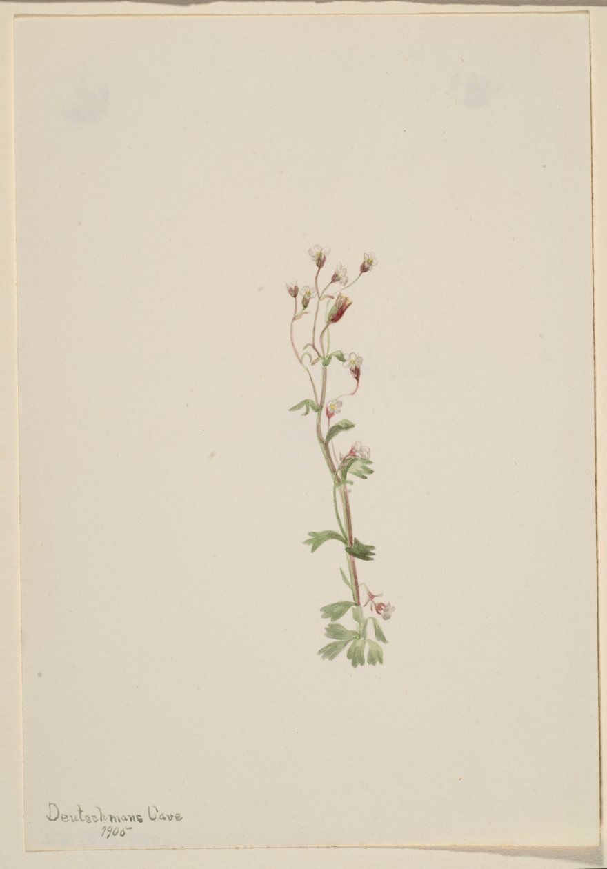 Uden titel--Plantestudie af Mary Vaux Walcott