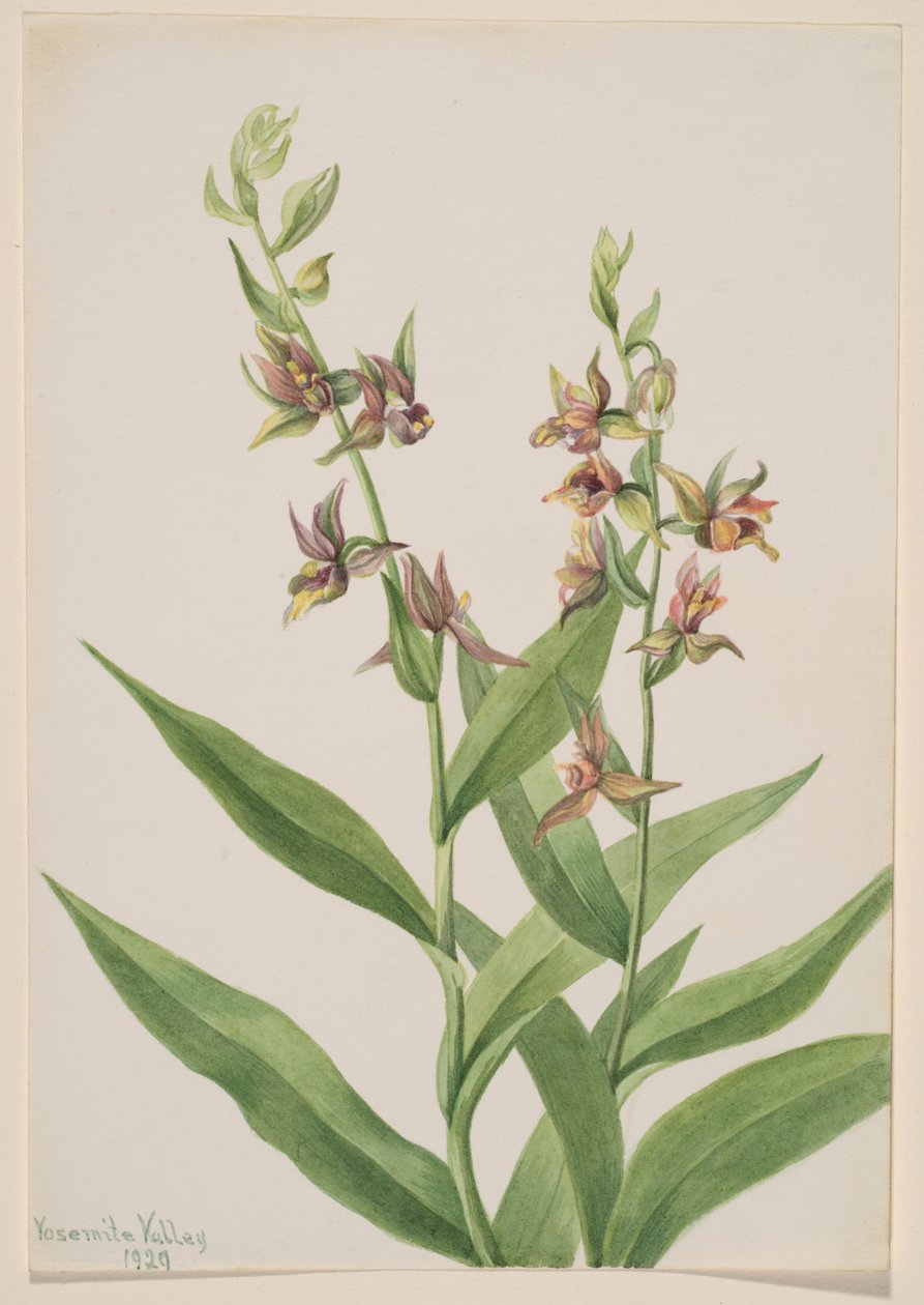 Uden titel--Plantestudie af Mary Vaux Walcott