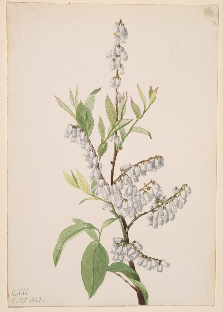 Uden titel--Plantestudie af Mary Vaux Walcott