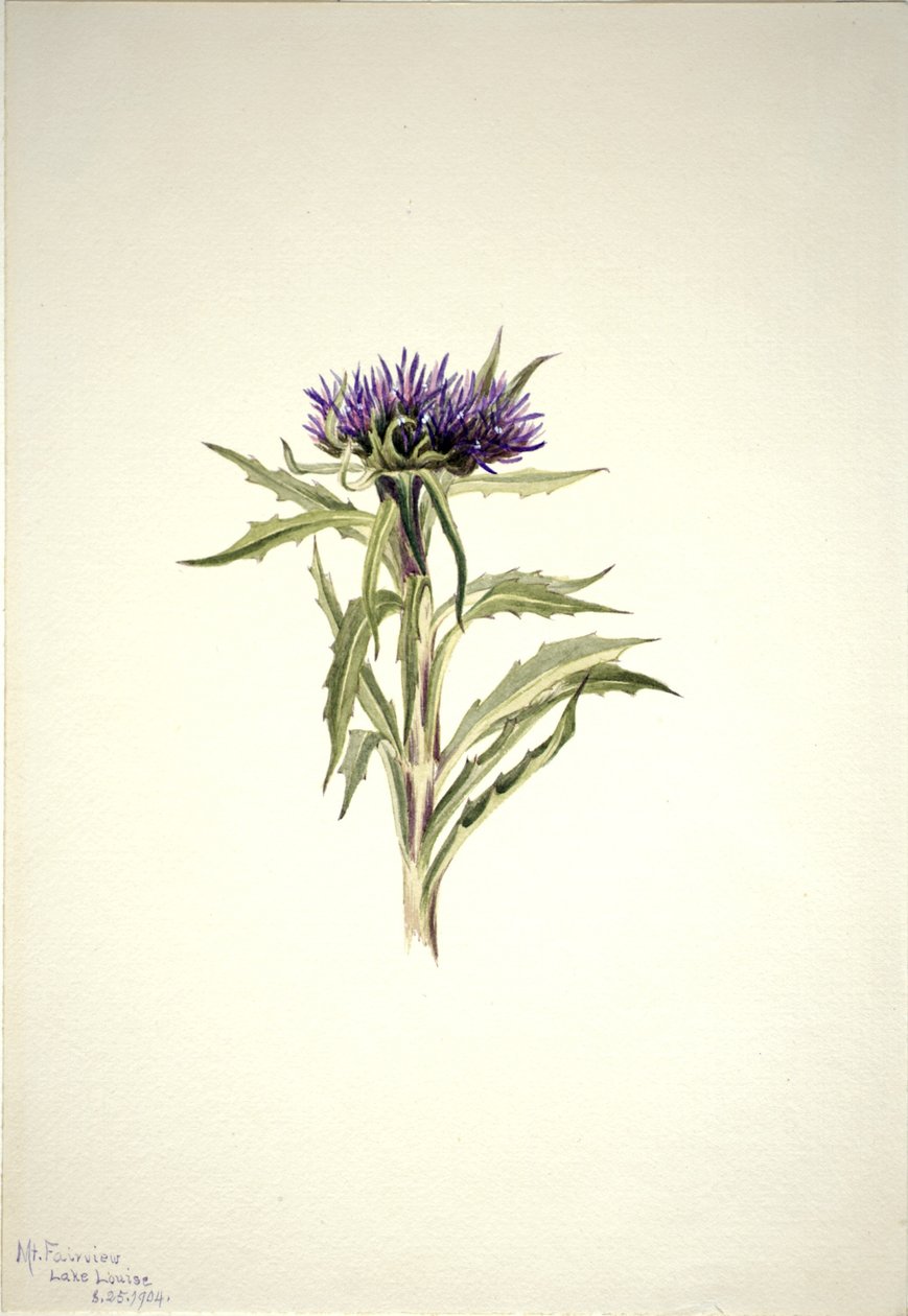 Uden titel--Plantestudie af Mary Vaux Walcott