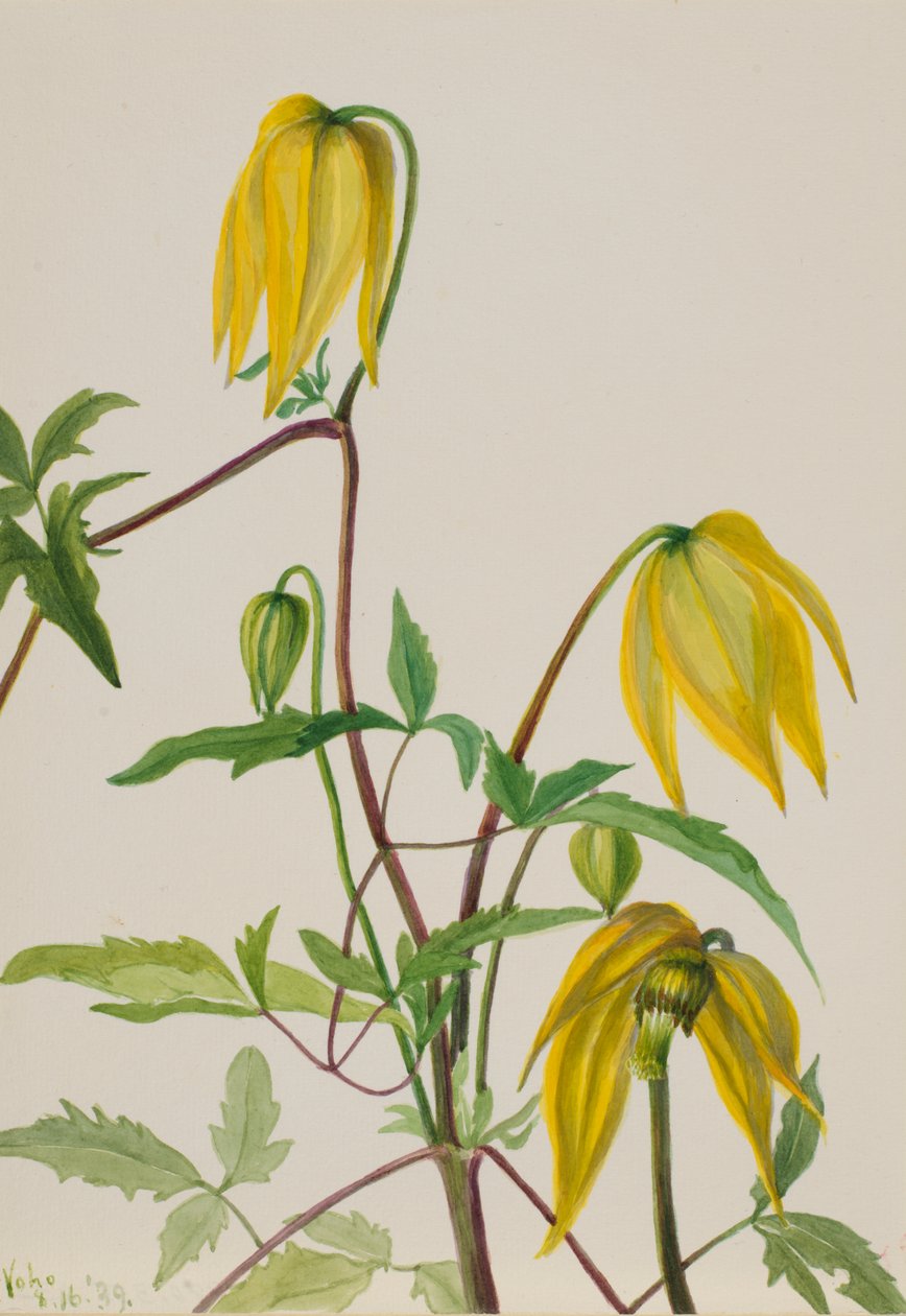 Uden titel--Plantestudie af Mary Vaux Walcott