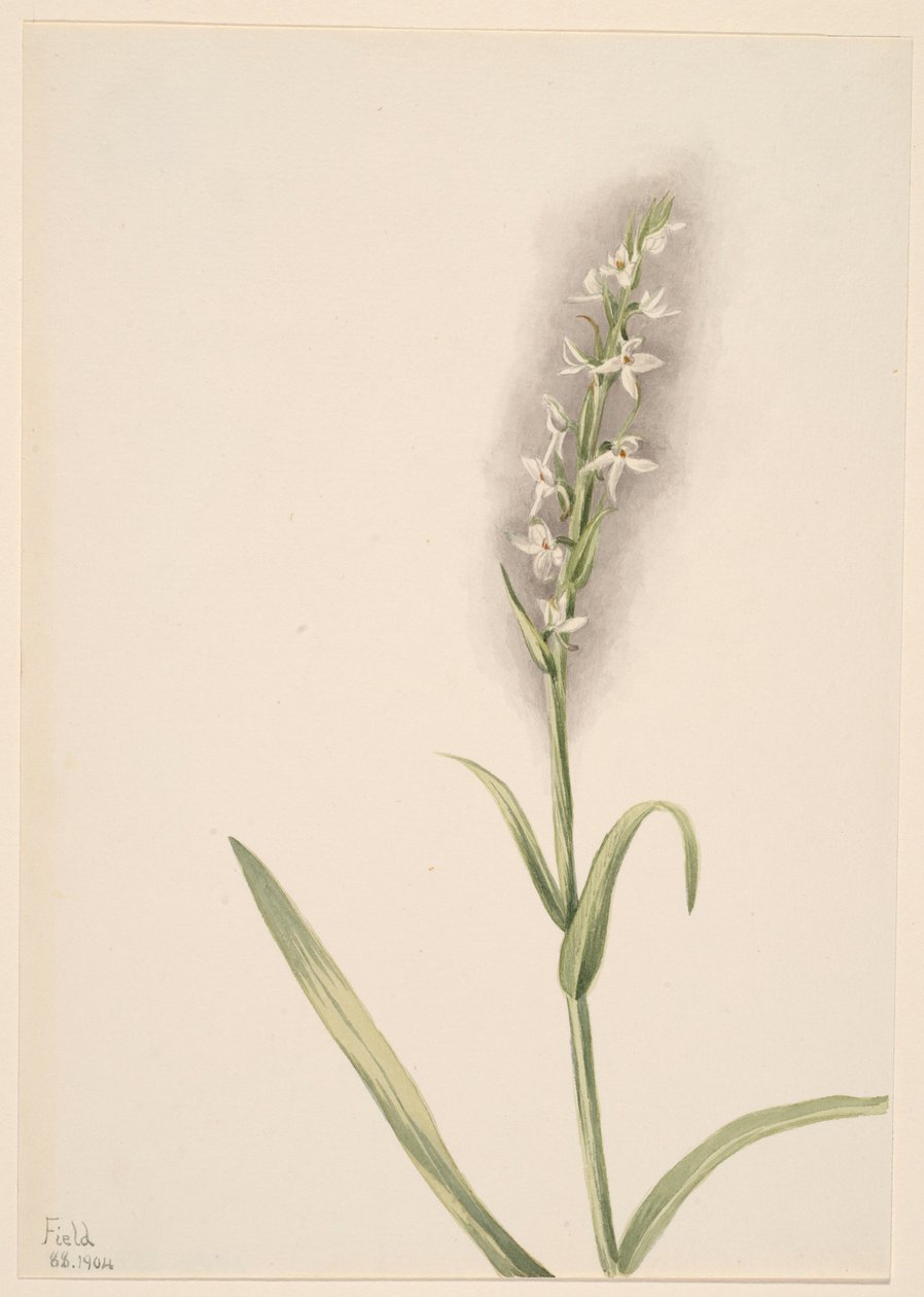 Uden titel--Plantestudie af Mary Vaux Walcott