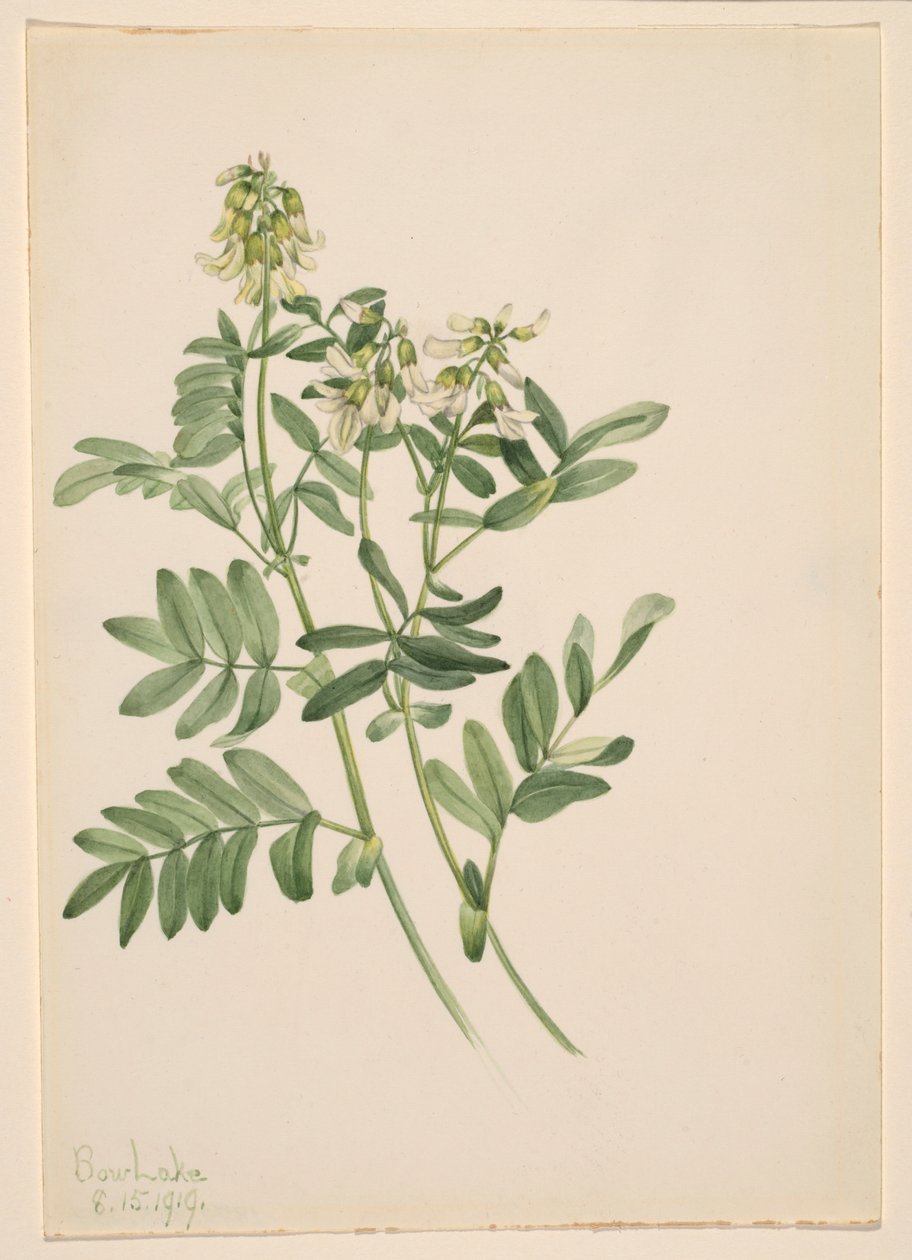 Uden titel--Plantestudie af Mary Vaux Walcott