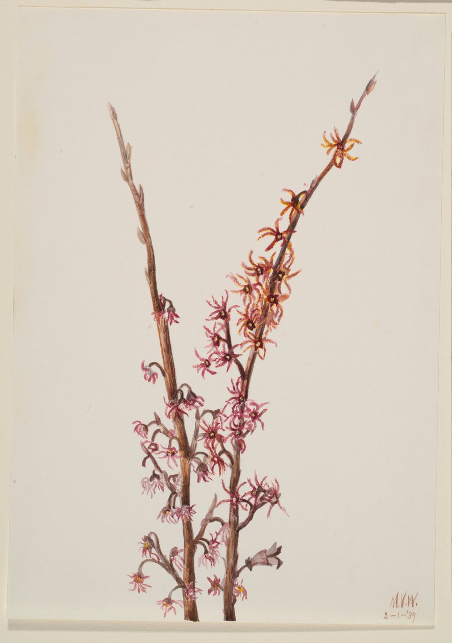 Uden titel--Plantestudie af Mary Vaux Walcott