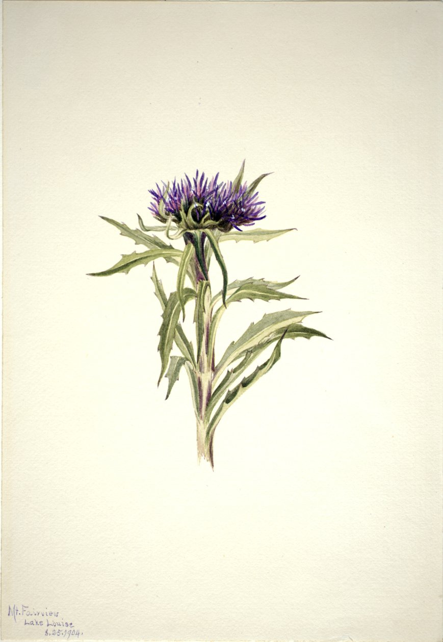 Uden titel - Plantestudie, 1904. af Mary Vaux Walcott