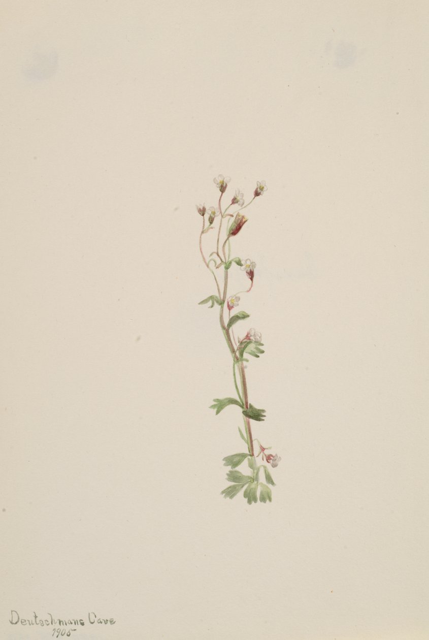 Uden titel - Plantestudie, 1905. af Mary Vaux Walcott