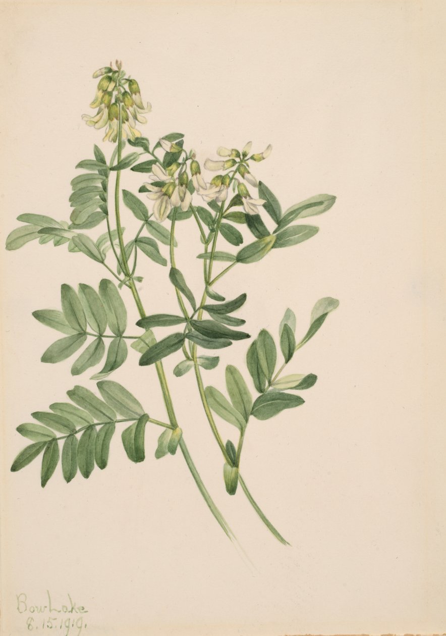 Uden titel - Plantestudie, 1919. af Mary Vaux Walcott