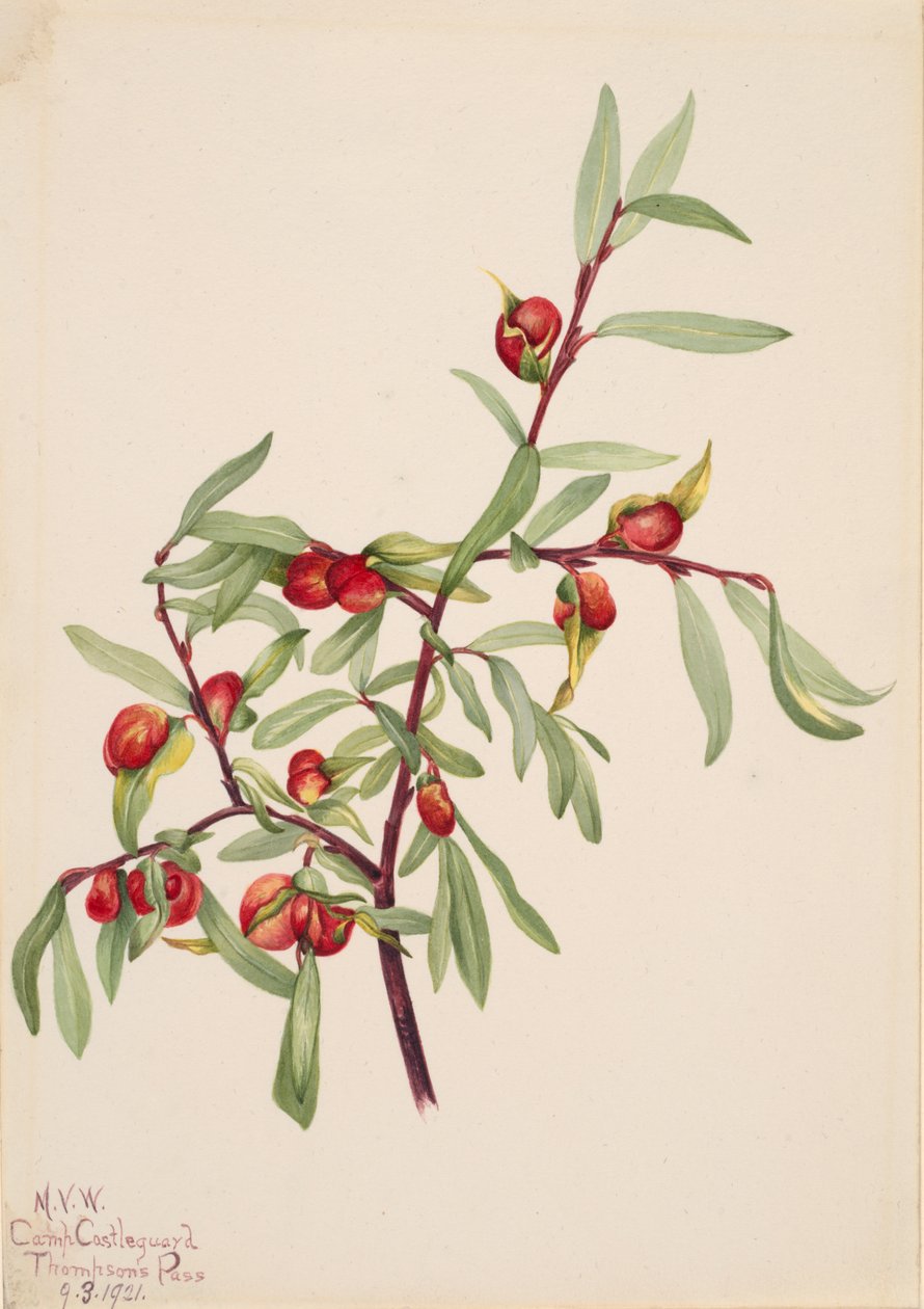 Uden titel - Plantestudie, 1921. af Mary Vaux Walcott