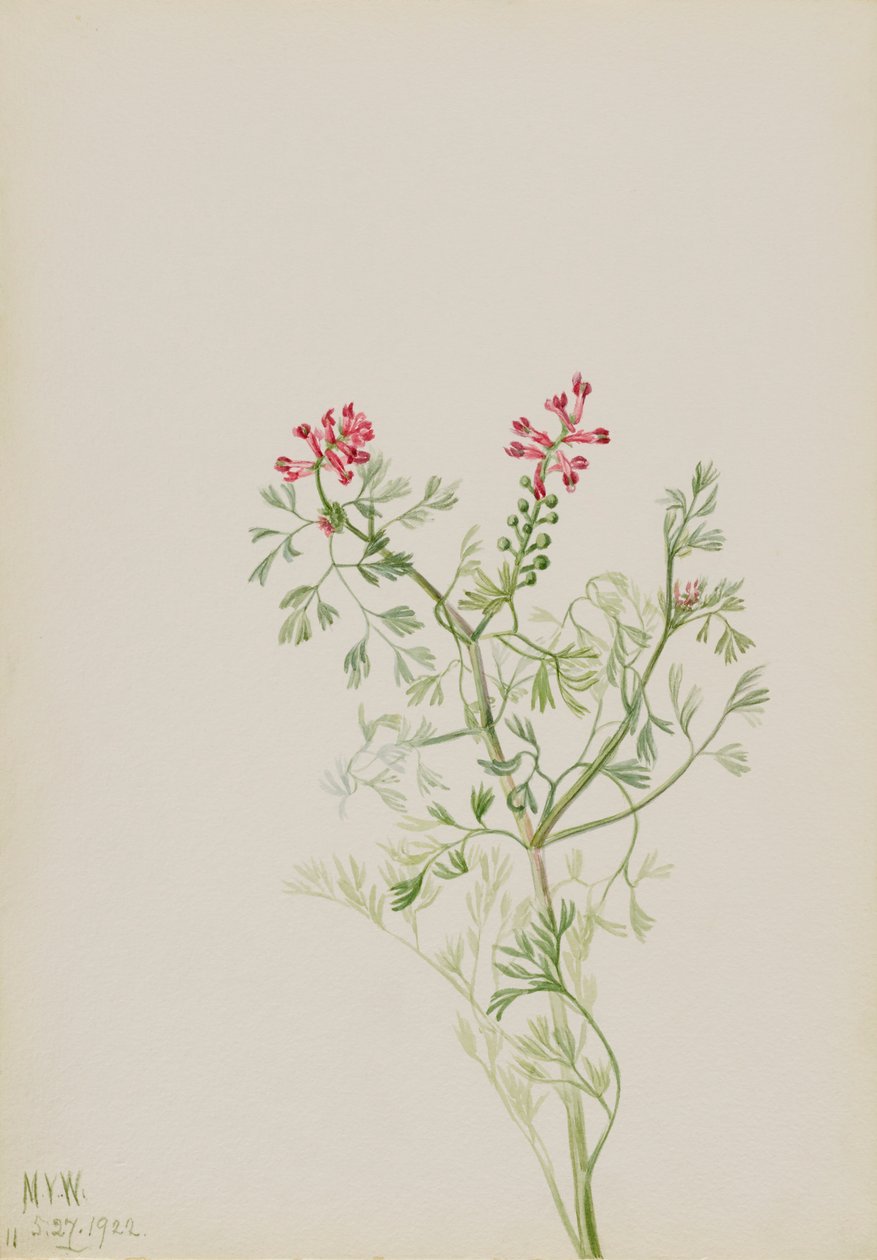 Uden titel - Plantestudie, 1922. af Mary Vaux Walcott