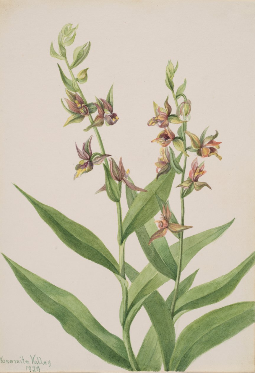 Uden titel--Plant Study, 1929. af Mary Vaux Walcott