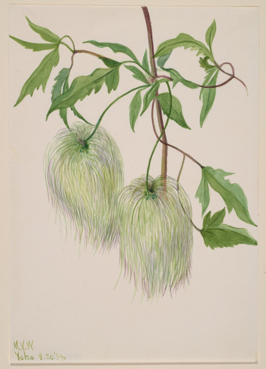 Uden titel--Plant Study, 1939. af Mary Vaux Walcott