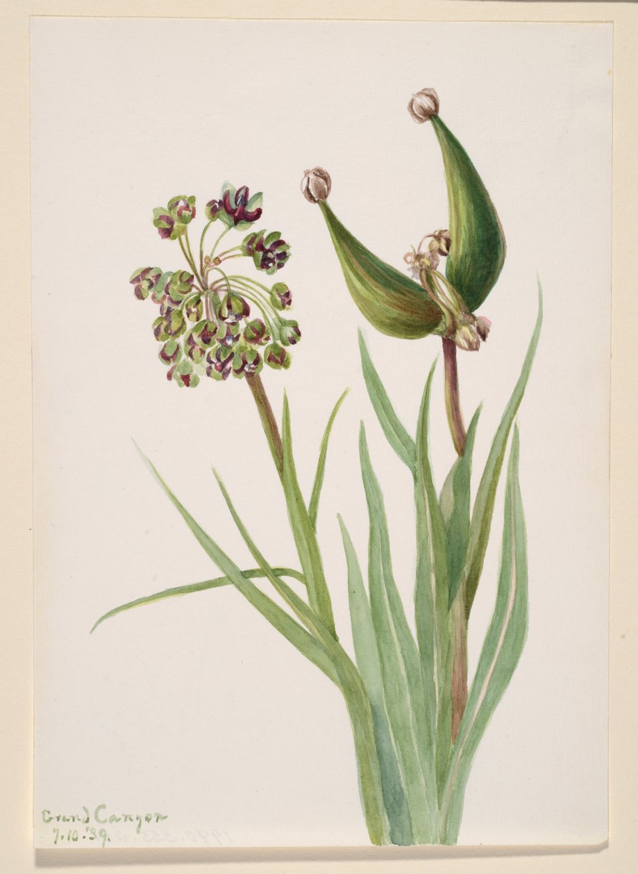 Uden titel--Plant Study, 1939. af Mary Vaux Walcott