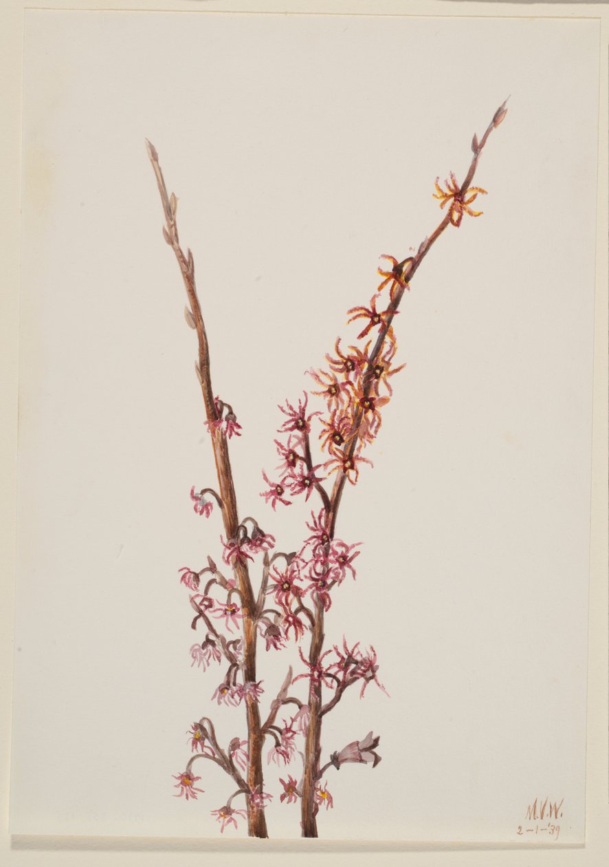 Uden titel--Plant Study, 1939. af Mary Vaux Walcott