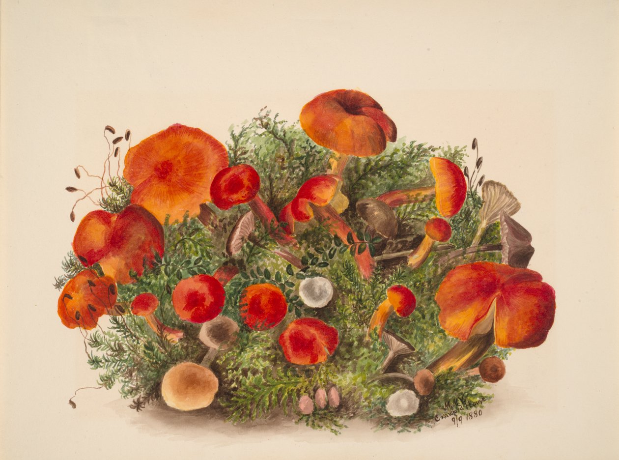 Uden titel - Studie af svampe, 1880. af Mary Vaux Walcott