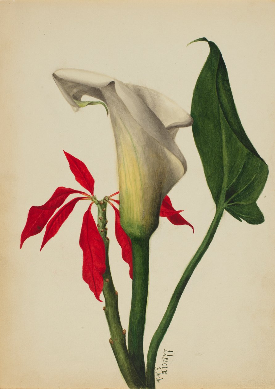 Uden titel (Calla Lily) af Mary Vaux Walcott