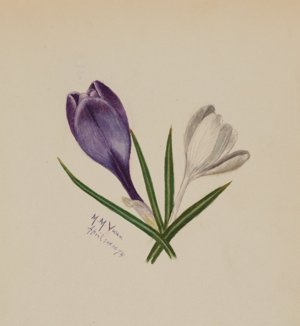 Uden titel (krokus) af Mary Vaux Walcott