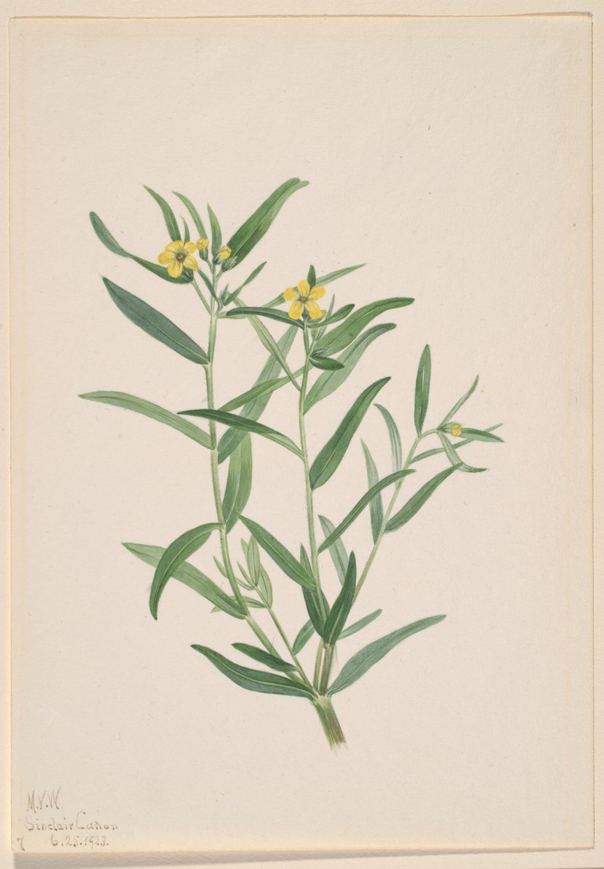 Uden titel (blomsterstudie) af Mary Vaux Walcott