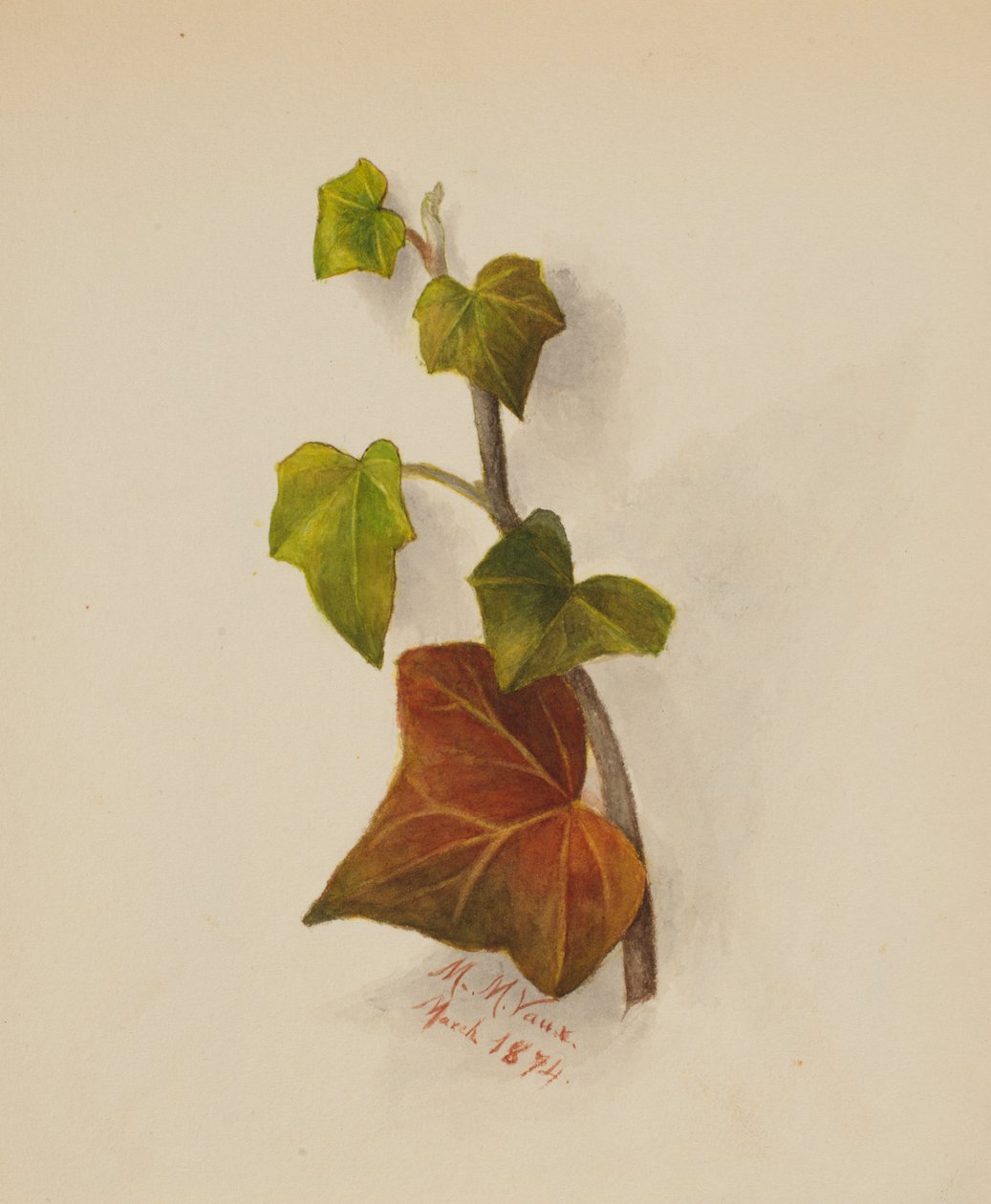 Uden titel (Vedbend) af Mary Vaux Walcott