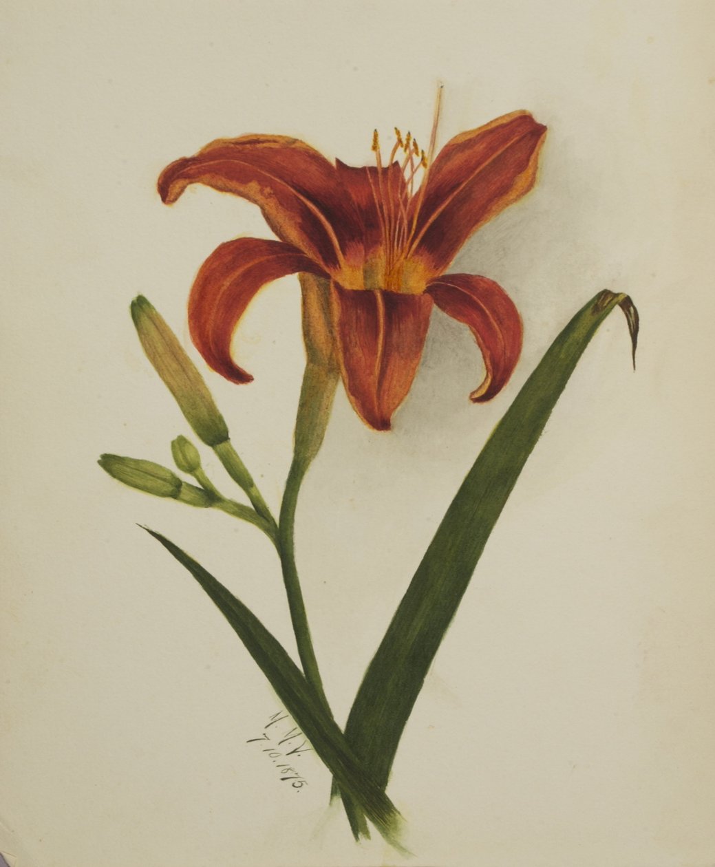 Uden titel (Lily) af Mary Vaux Walcott