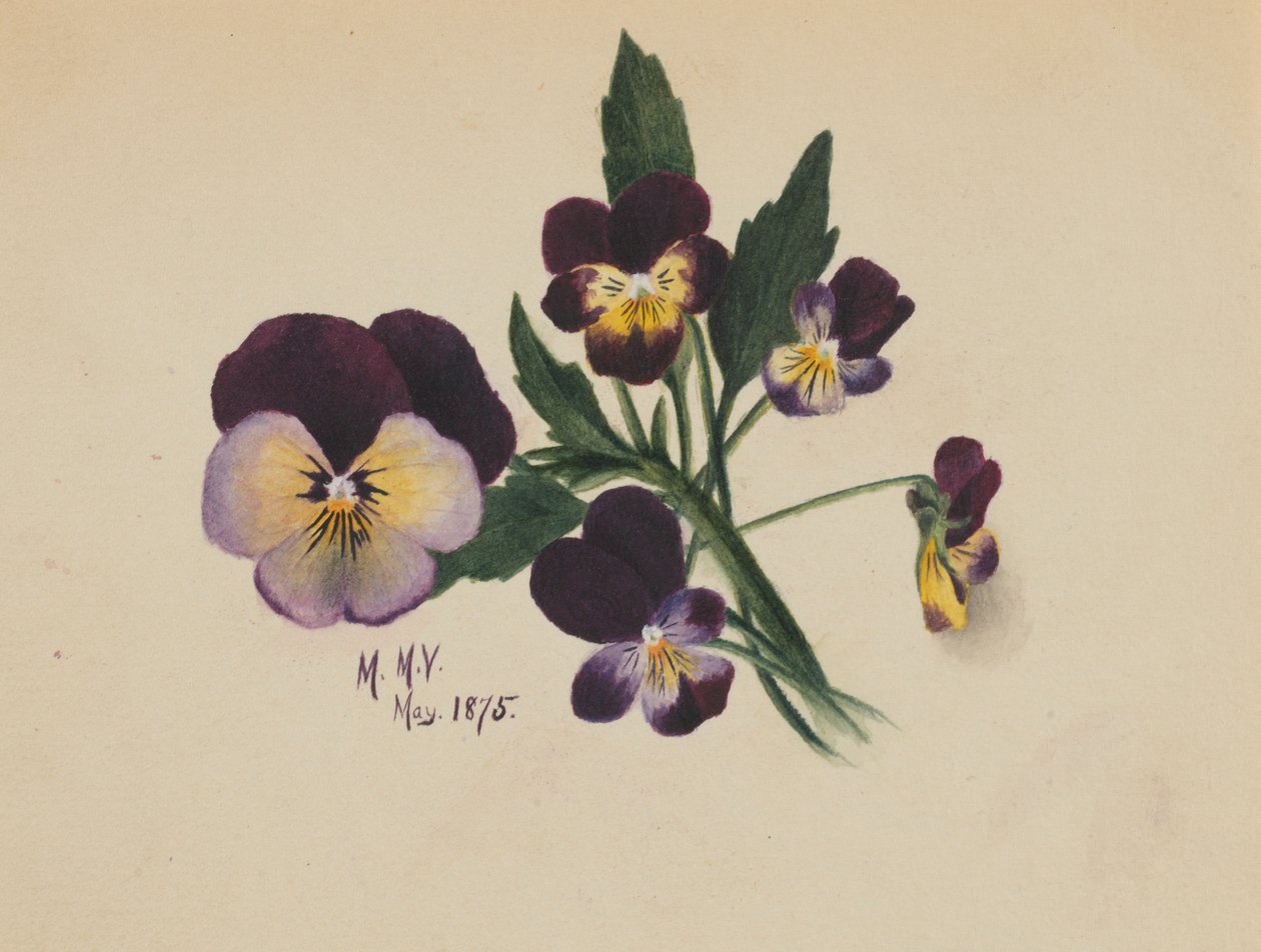 Uden titel (Stedmoderblomster) af Mary Vaux Walcott
