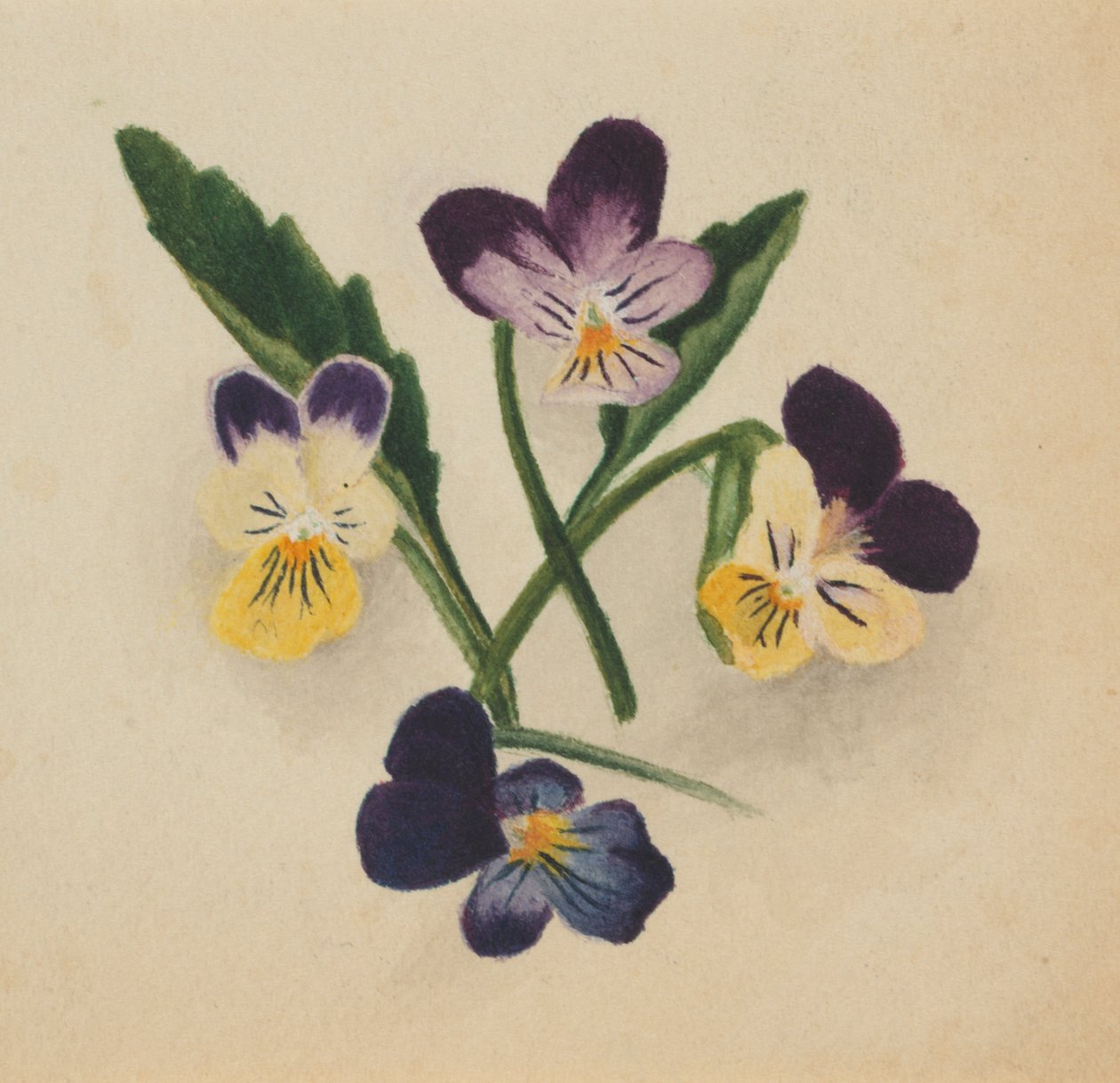 Uden titel (Stedmoderblomster) af Mary Vaux Walcott