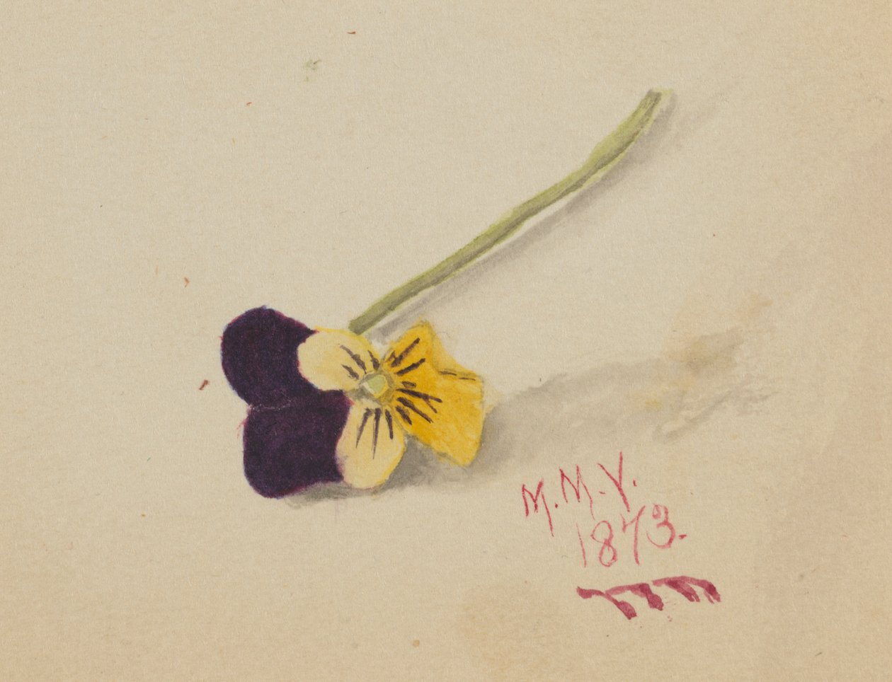 Uden titel (Pansy) af Mary Vaux Walcott