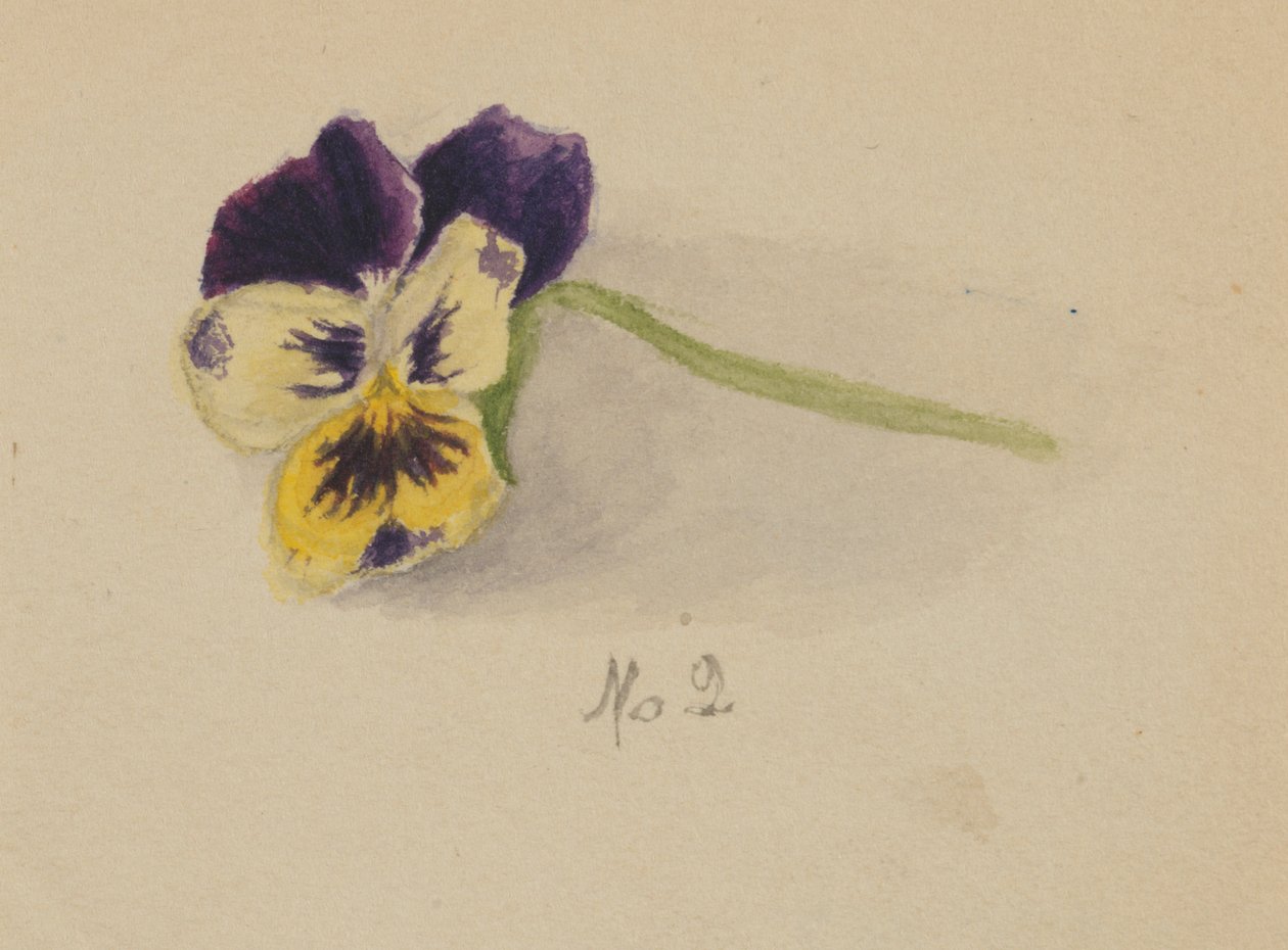 Uden titel (Pansy) af Mary Vaux Walcott