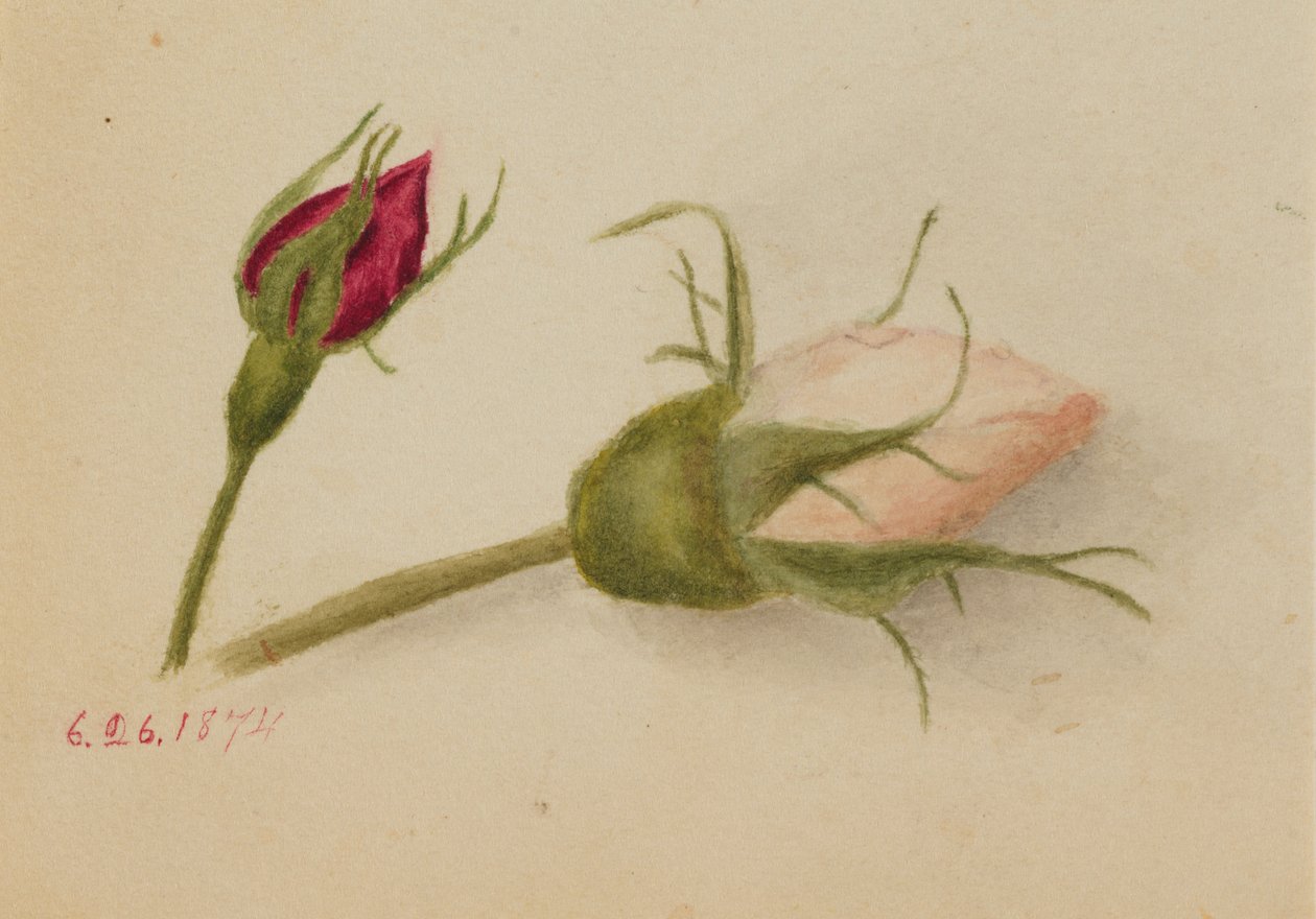Uden titel (Rosenknopper) af Mary Vaux Walcott