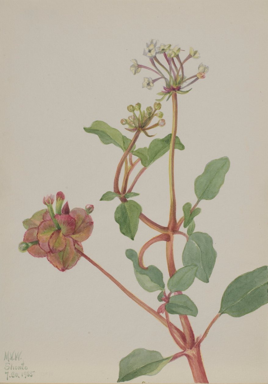 Uden titel (Tripterocalyx pedunculatus) af Mary Vaux Walcott