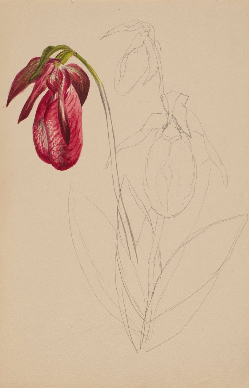 Uden titel (ufærdig skitse) af Mary Vaux Walcott
