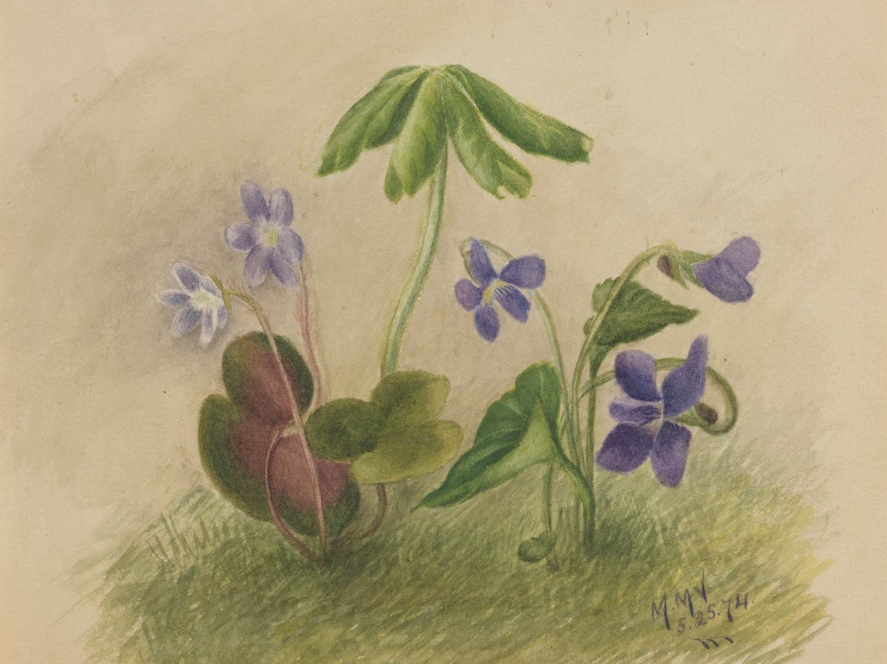 Uden titel af Mary Vaux Walcott