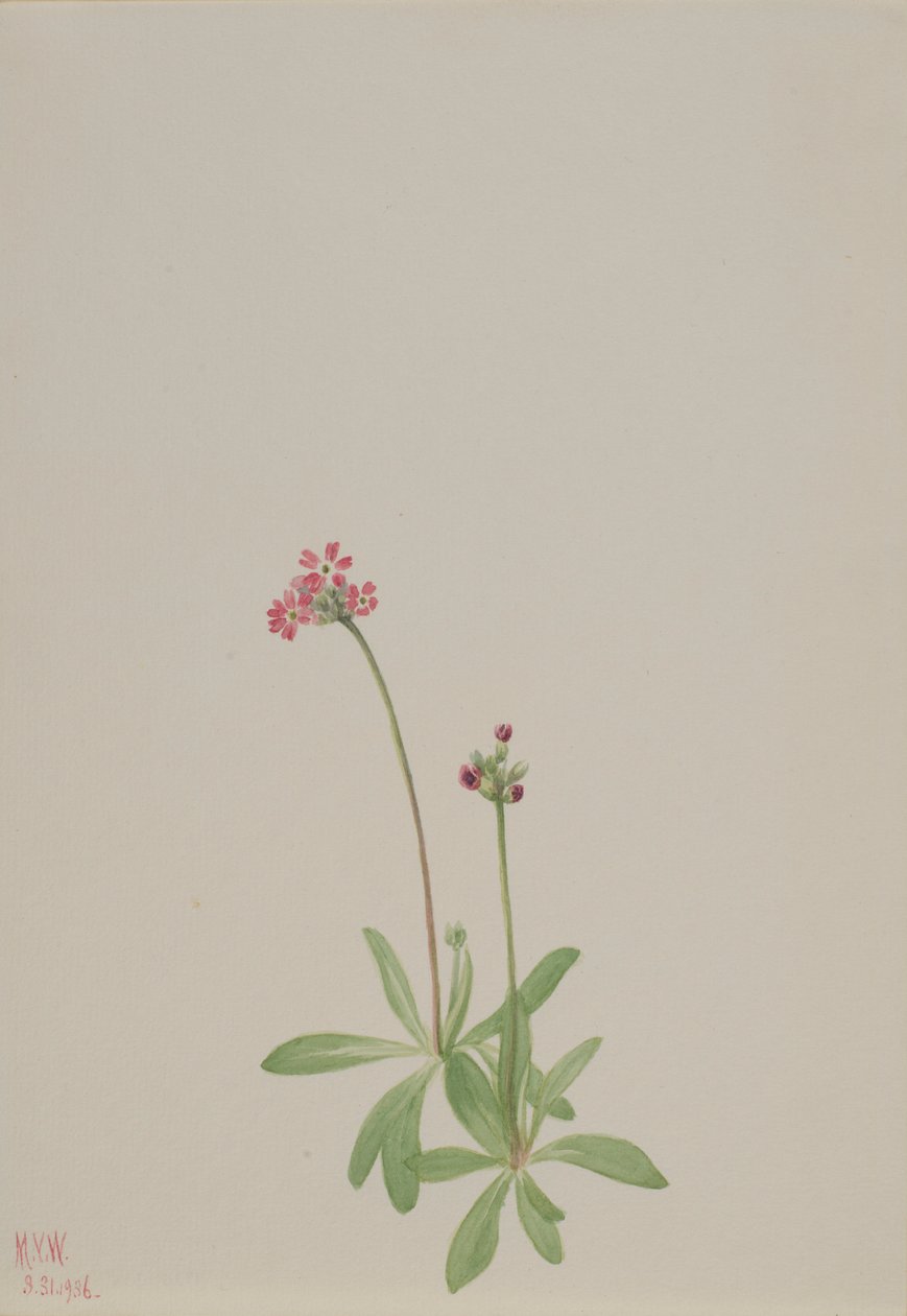 Uden titel af Mary Vaux Walcott