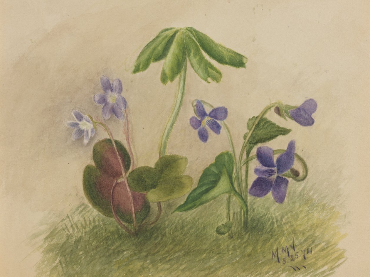 Uden titel, 1874. af Mary Vaux Walcott