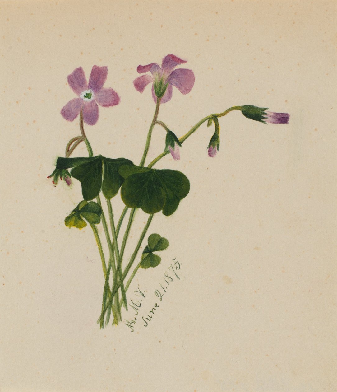 Uden titel, 1875. af Mary Vaux Walcott