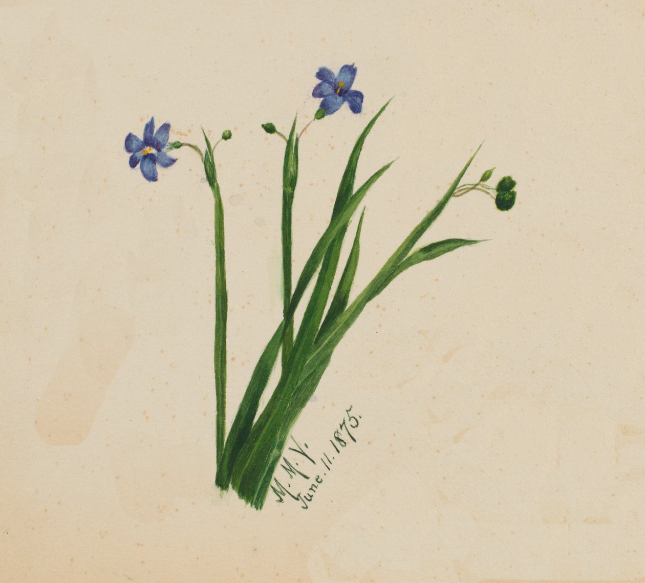 Uden titel, 1875. af Mary Vaux Walcott