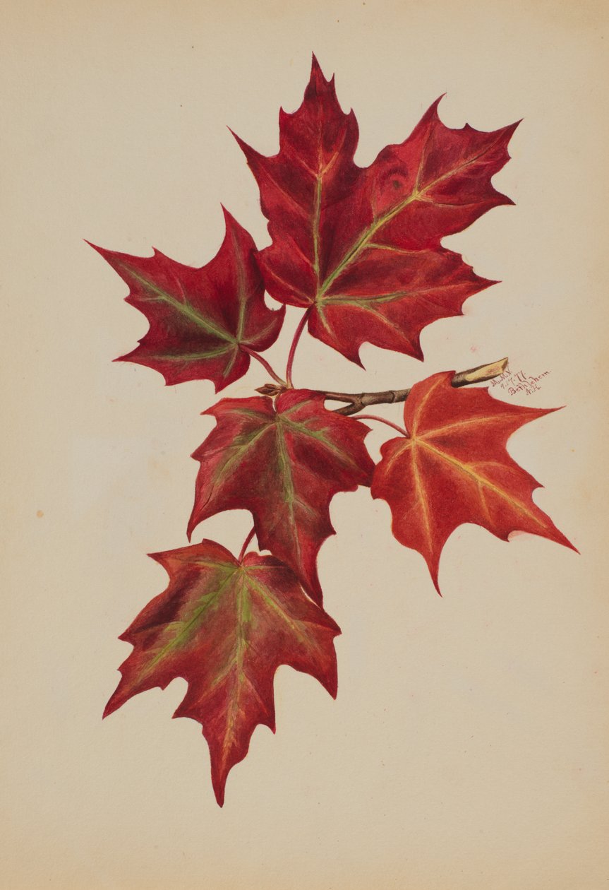 Uden titel efterårsblade, 1877. af Mary Vaux Walcott