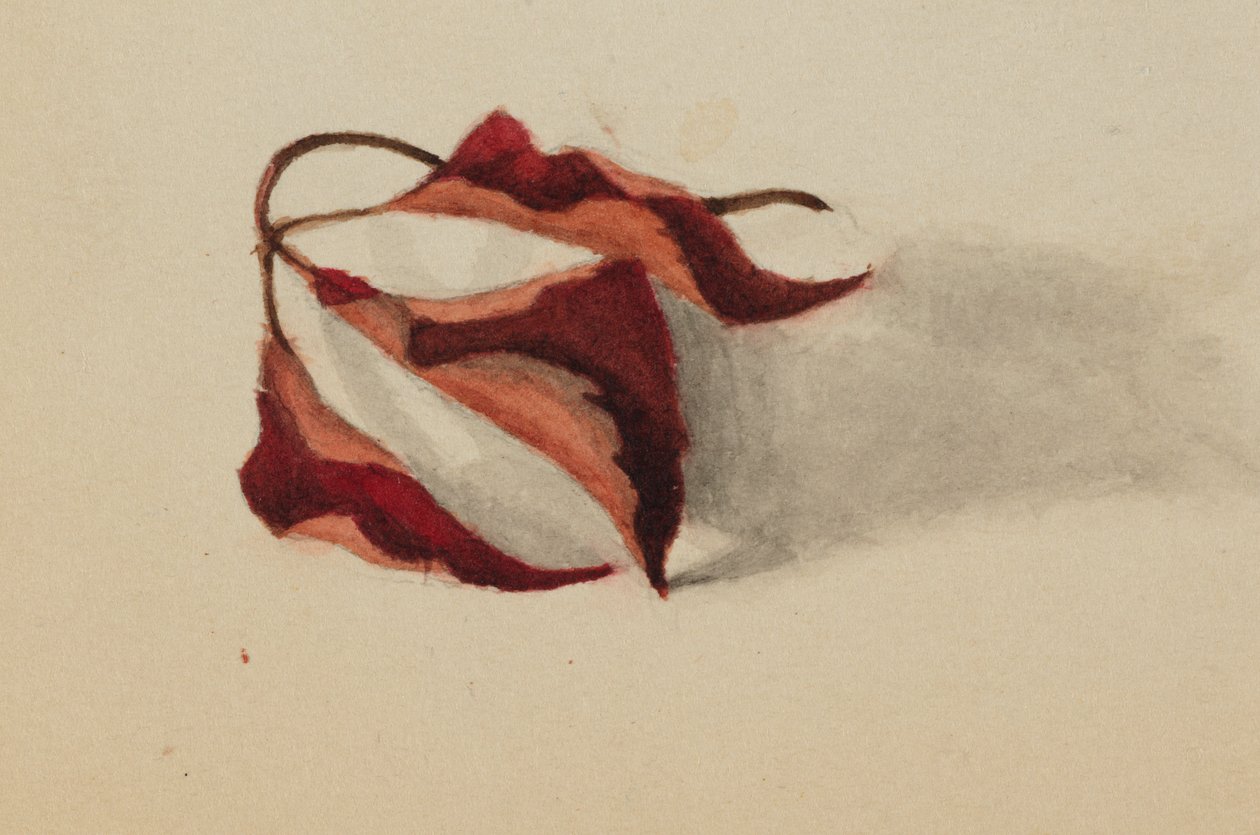Uden titel krøllede efterårsblade, 1872. af Mary Vaux Walcott
