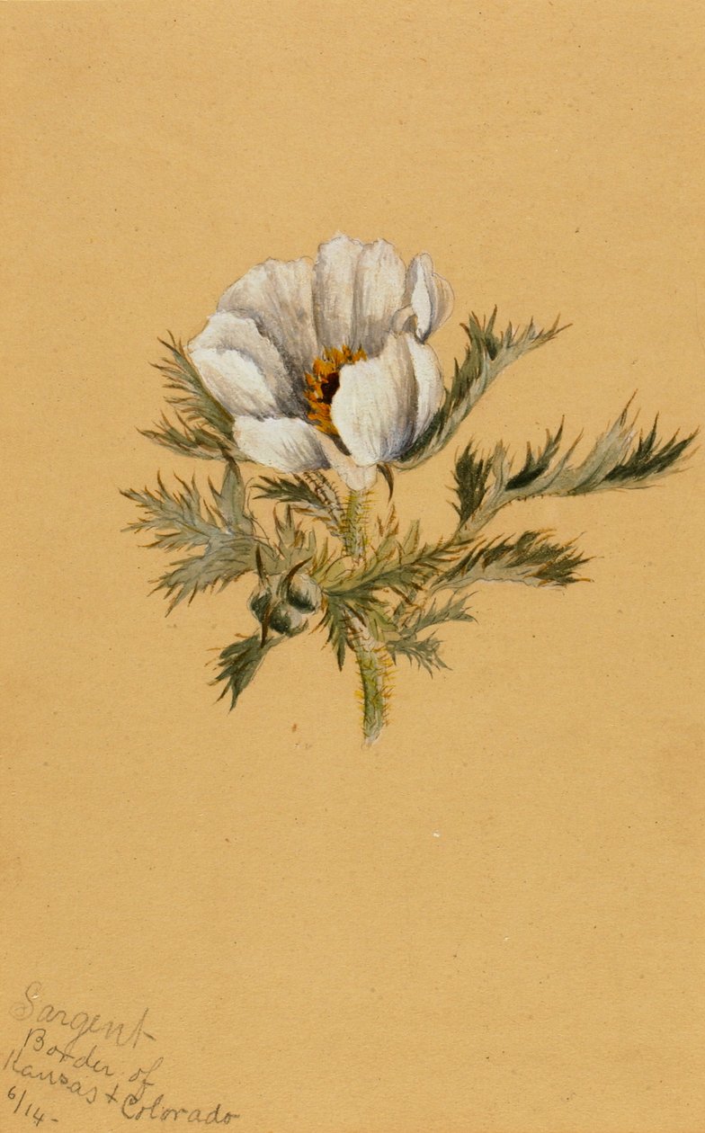 Uden titel Blomsterstudie, 1883. af Mary Vaux Walcott